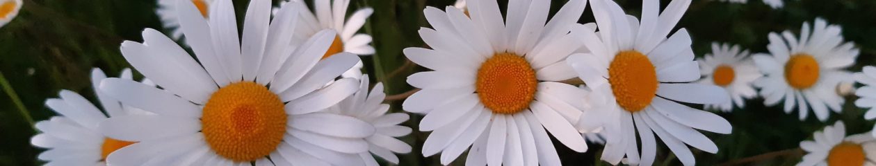 L'Abeille Philosophe